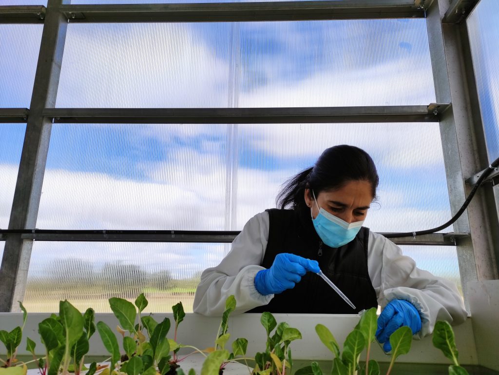 grenoucerie sil - plants